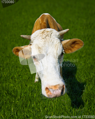 Image of Funny cow on meadow - a close-up portrait
