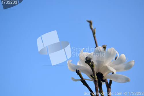 Image of magnolia flower bloom buds on blue sky in spring 