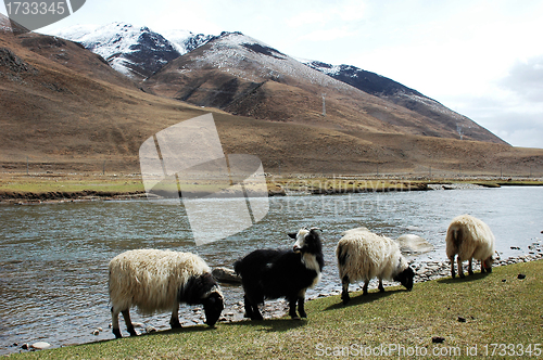 Image of Landscape in the highland of Tibet