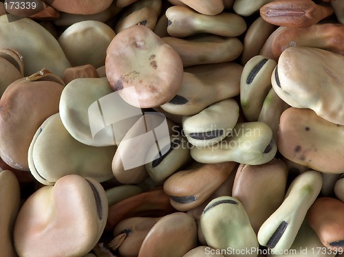 Image of Broad Beans