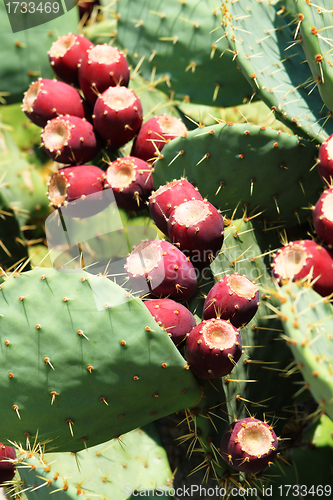 Image of prickly pear (opuntia)