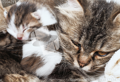 Image of cat and kitten hugs