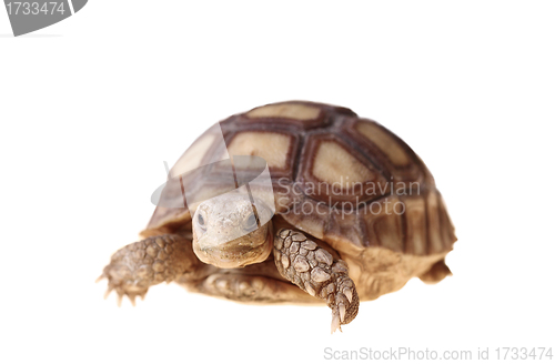 Image of African Spurred Tortoise (Sulcata)