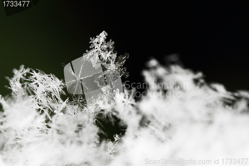 Image of Snowflake in white snow