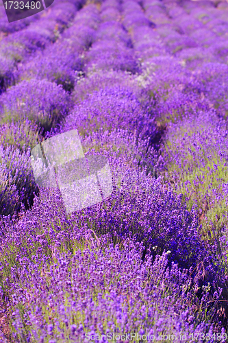 Image of color lavender field