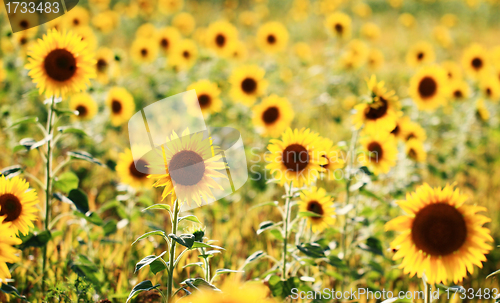 Image of Sunflowers field