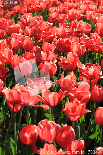 Image of Red tulip