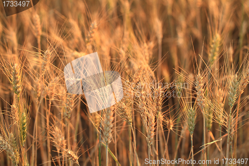 Image of Fields of wheat