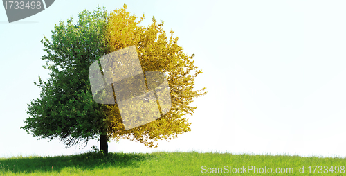 Image of Tree on green field