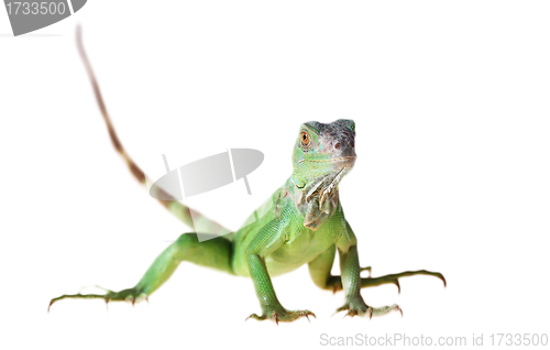 Image of Green iguana 