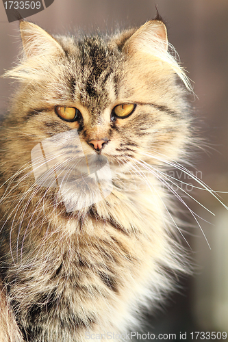 Image of cat