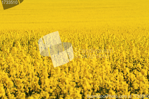 Image of Rape field