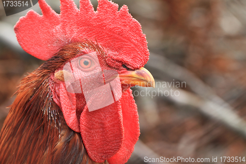 Image of Red Rooster Portrait