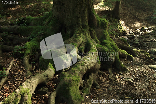 Image of root