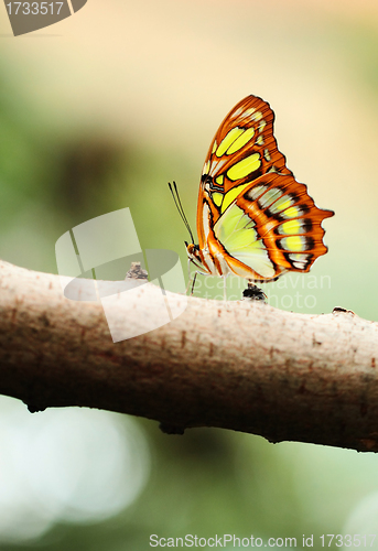 Image of Red lacewing butterfly (lat. Cethosia biblis)