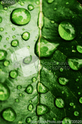 Image of green leaf with drops of water