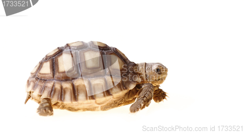 Image of African Spurred Tortoise (Sulcata)