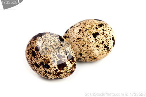 Image of two quail eggs