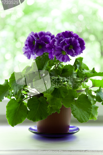 Image of violet in brown pot 
