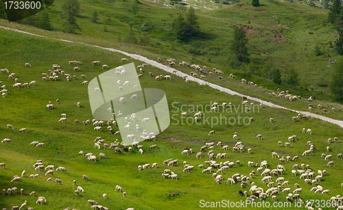 Image of Sheep