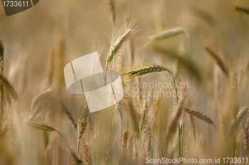 Image of Wheat