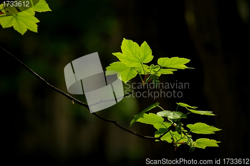 Image of Leaves