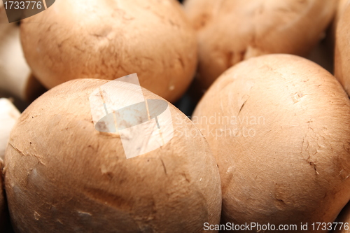 Image of kitchen mushroom heads