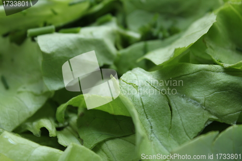 Image of fresh green salad texture
