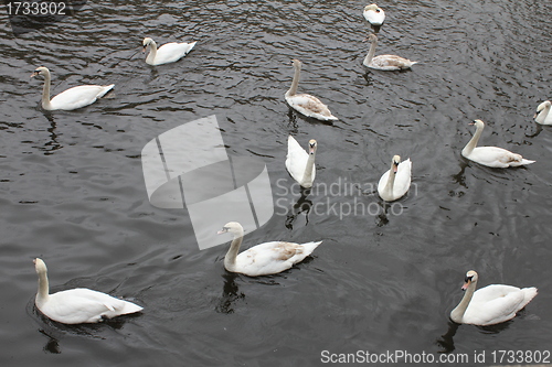 Image of group of swans