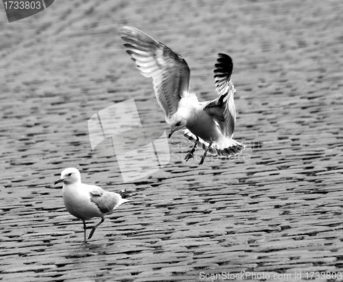 Image of seagull attack