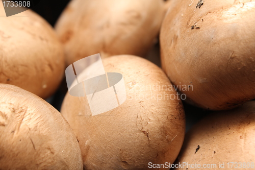 Image of kitchen mushroom heads