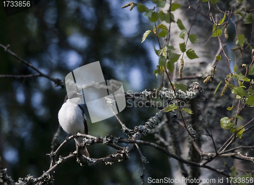 Image of flycatcher