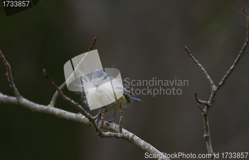 Image of blue tit