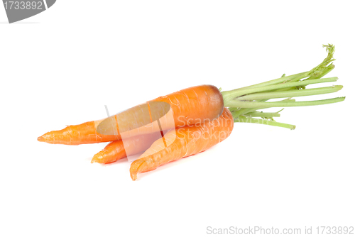 Image of Carrots