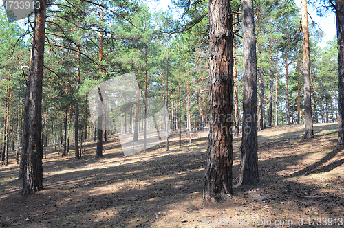 Image of Summer pine forest