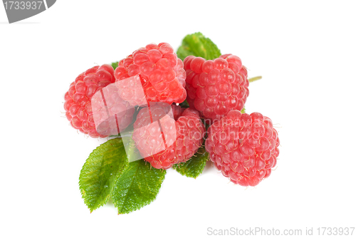 Image of fresh raspberry