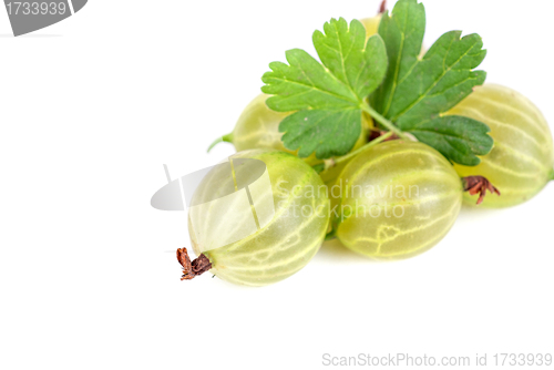 Image of gooseberries