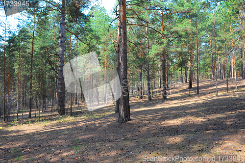 Image of Summer pine forest