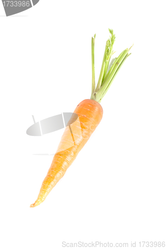 Image of Carrots