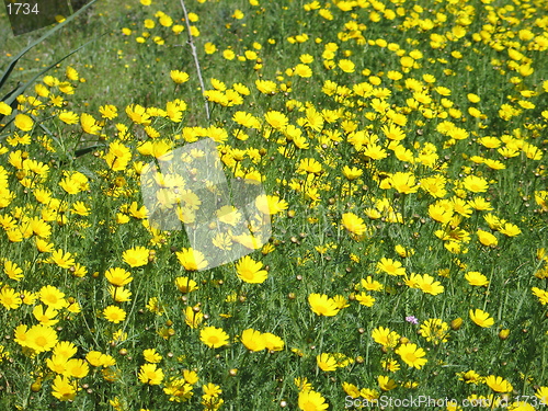 Image of Lots of daisies