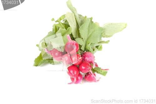 Image of Fresh radishes
