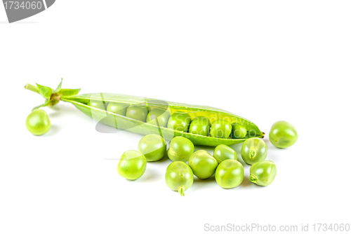 Image of Ripe pea