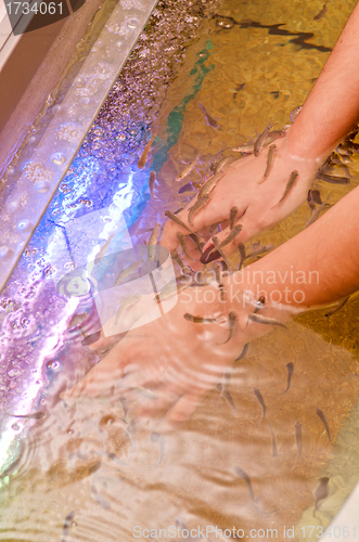 Image of Fish therapy