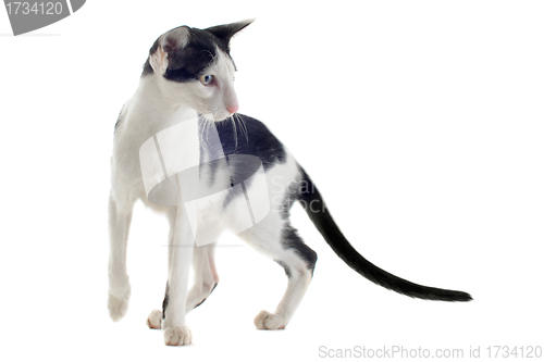 Image of black and white oriental cat