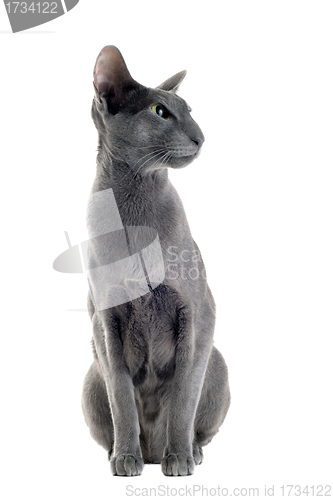Image of gray oriental cat