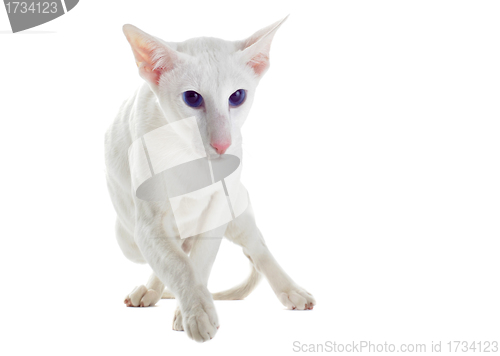 Image of white oriental cat