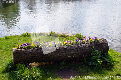 Image of Viola pansy flower growing inside tree trunk pot  