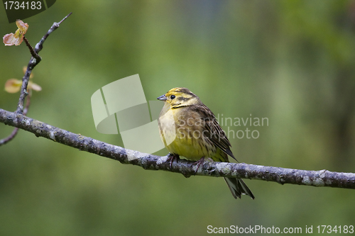 Image of male yellowhammer