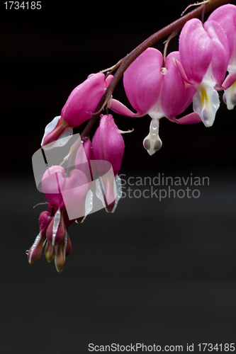 Image of bleeding heart