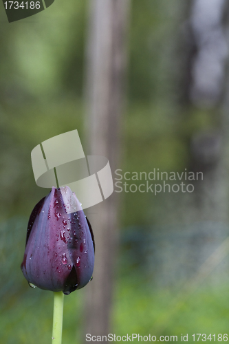 Image of dark tulip